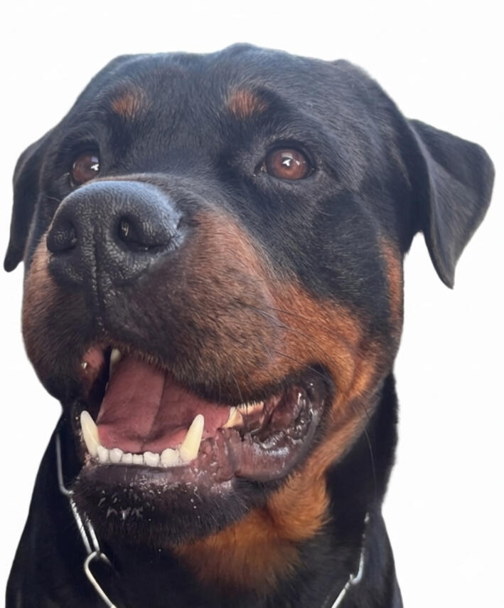 Otto, Growth Barkitect Otto, Rottweiler